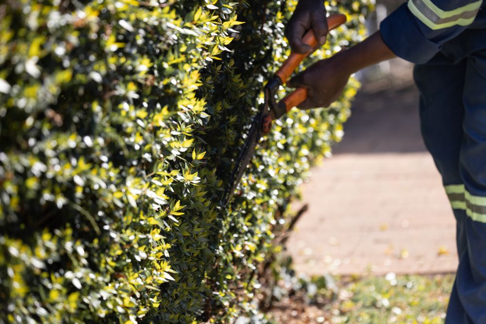 Heckenschnitt mit einer Gartenschere – Beispielbild